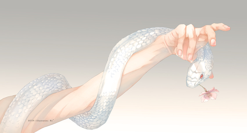 animal animal_focus animal_on_arm arm cherry_blossoms flower gradient gradient_background grey_background head_out_of_frame original out_of_frame rido_(ridograph) signature snake solo white_snake