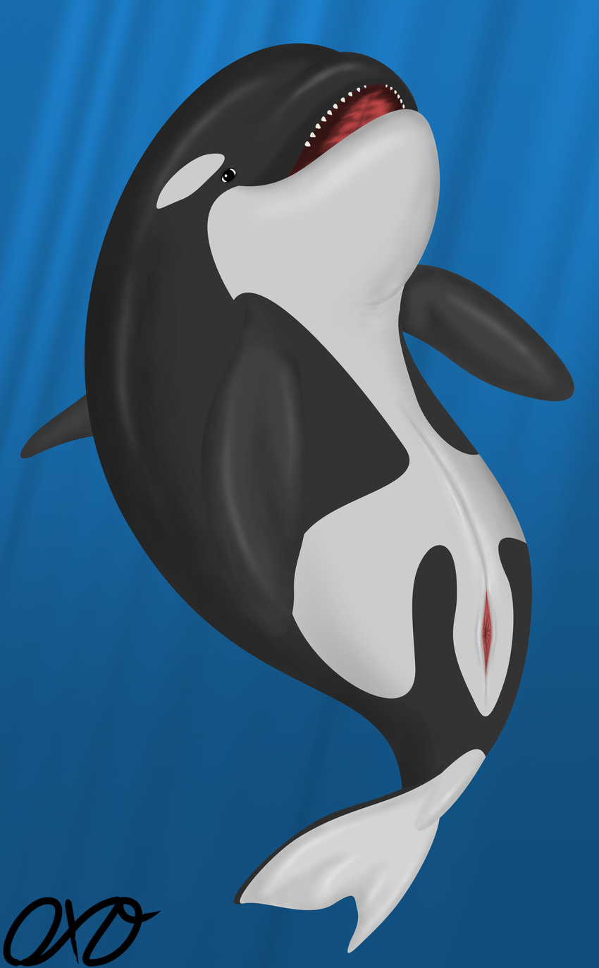 cetacean dolphin mammal marine open_mouth orca orcaxdragon vaginal whale