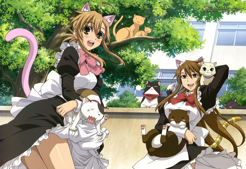 absurdres animal_ears brown_hair cat cat_ears highres legs long_hair maid megami mizuno_kaede morita_kazuaki multiple_girls nyamsas nyan_koi! official_art ribbon sumiyoshi_kanako tail tama_(nyan_koi) very_long_hair