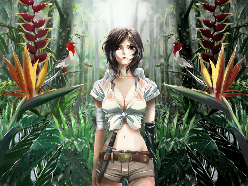 bandages belt bird bird_of_paradise breasts cleavage flower forest front-tie_top heterochromia ikusotsu jungle knife large_breasts meiko midriff nature navel red-crested_cardinal shirt shorts solo tied_shirt vocaloid