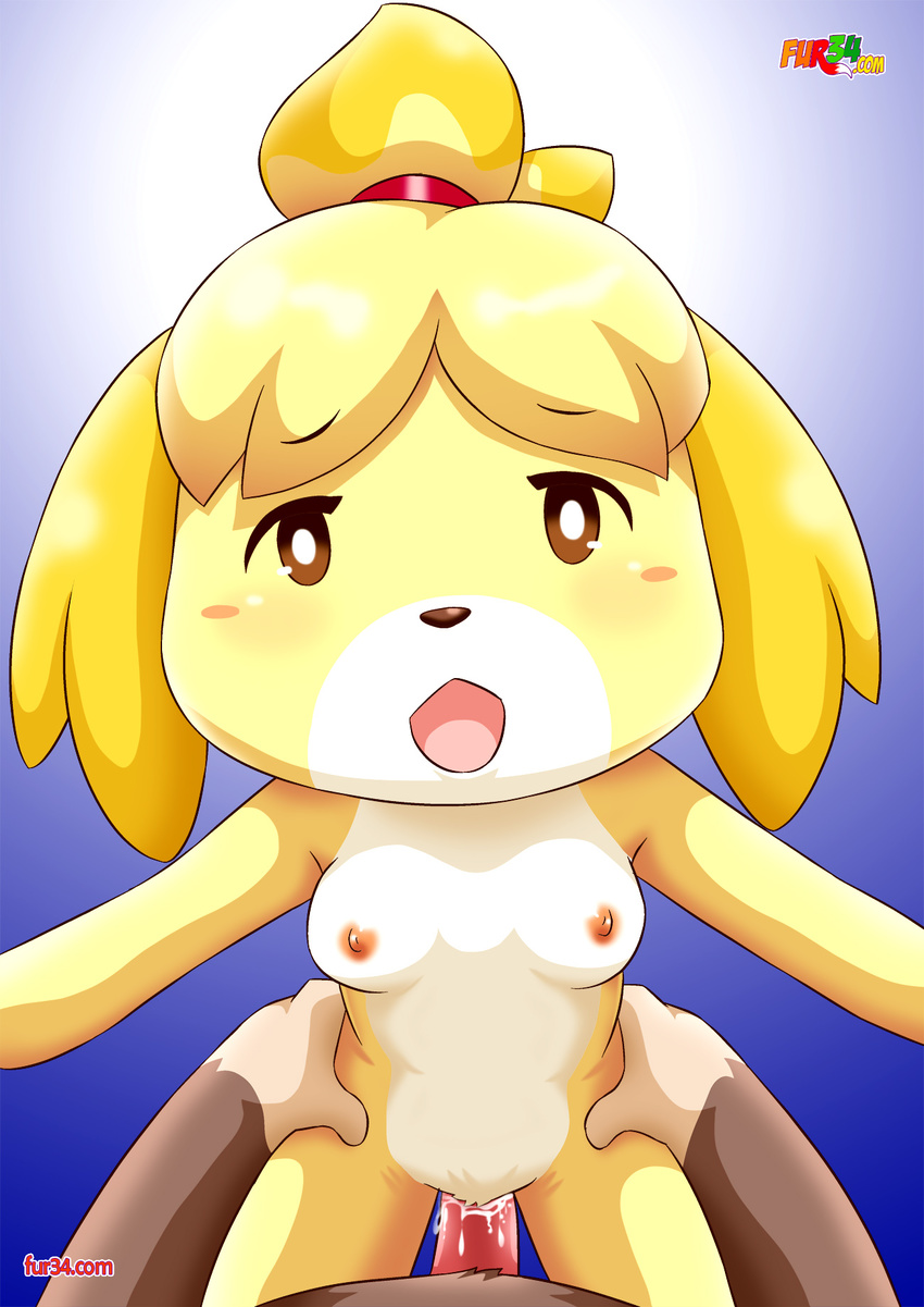 2016 animal_crossing areola bbmbbf blush breasts canine cum cum_in_pussy cum_inside dog dominant_pov erect_nipples faceless_male female first_person_view fur34 gradient_background hairband holding_hips interspecies isabelle_(animal_crossing) looking_at_viewer male male/female male_pov mammal monkey nintendo nipples palcomix palcomix_vip penetration primate pussy simple_background small_breasts vaginal vaginal_penetration video_games