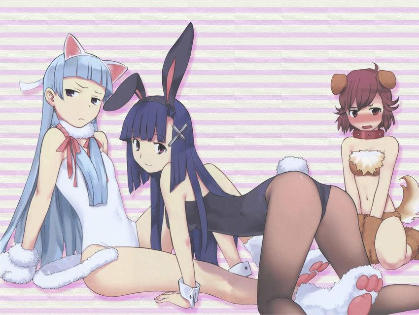 animal_ears aoba_tsugumi ass bunny_ears bunnysuit cat_ears cuffs dog_ears highres kannagi multiple_girls nagi official_art pantyhose tail takenashi_eri wallpaper wrist_cuffs zange