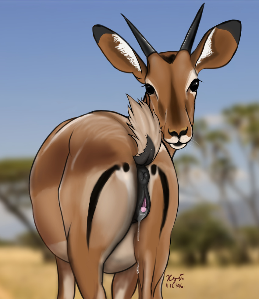 2016 anatomically_correct anatomically_correct_pussy animal_genitalia animal_pussy antelope anus butt equine_pussy female feral gazelle looking_at_viewer mammal pussy xyi