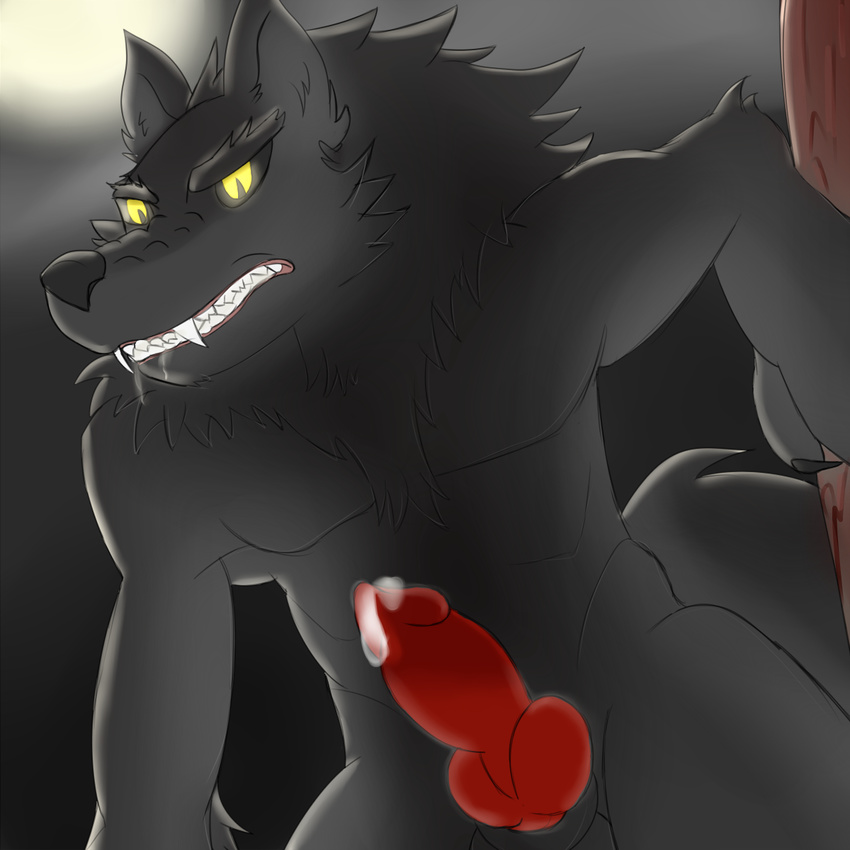 anthro canine cum fangs grey_background knot male mammal penis saliva simple_background solo ssssnowy were werewolf