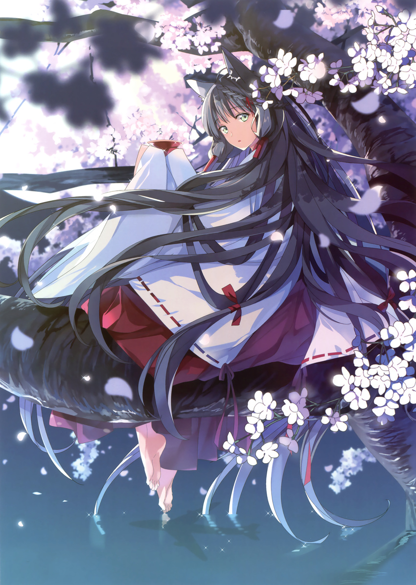 :o absurdly_long_hair absurdres animal_ears bangs barefoot black_hair braid cherry_blossoms cup detached_sleeves eyebrows_visible_through_hair from_behind green_eyes hair_ribbon hakama highres japanese_clothes long_hair looking_at_viewer looking_back miko open_mouth original petals red_hakama red_ribbon ribbon ribbon-trimmed_sleeves ribbon_trim sakazuki scan sitting soles solo taira_tsukune toes very_long_hair wading water wide_sleeves wolf_ears