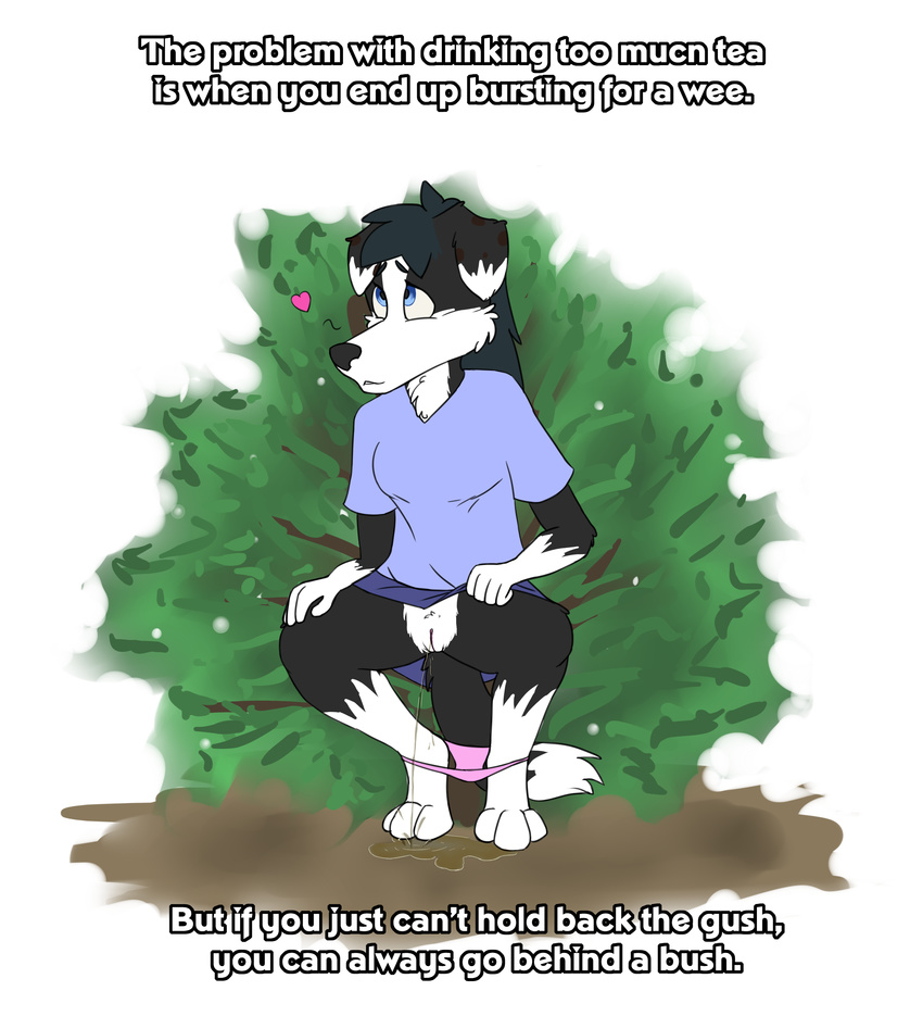 absurd_res anthro border_collie canine clothed clothing collie crouching dog english_text female hi_res lexpads mammal omorashi outside panties partially_clothed pussy solo text underwear urine urine_pool watersports