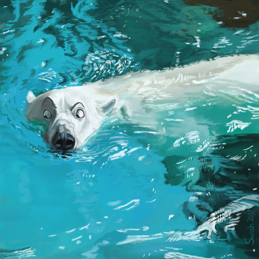 bear mammal polar_bear refraction ripples swim swimming swish water