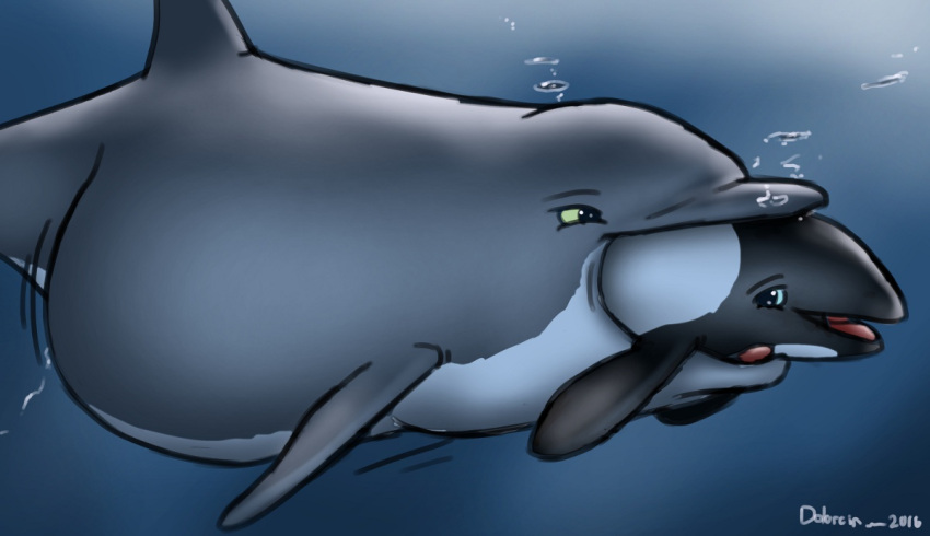 2016 ambiguous_gender ambiguous_pred ambiguous_prey belly big_belly bloated bodily_fluids bubble cetacean commerson's_dolphin cum cum_in_water dolorcin dolphin duo feet_first feral feral_pred feral_prey genital_fluids larger_ambiguous larger_pred mammal marine oceanic_dolphin open_mouth oral_vore partially_inside signature size_difference smaller_ambiguous smaller_prey soft_vore tongue toothed_whale underwater vore water year