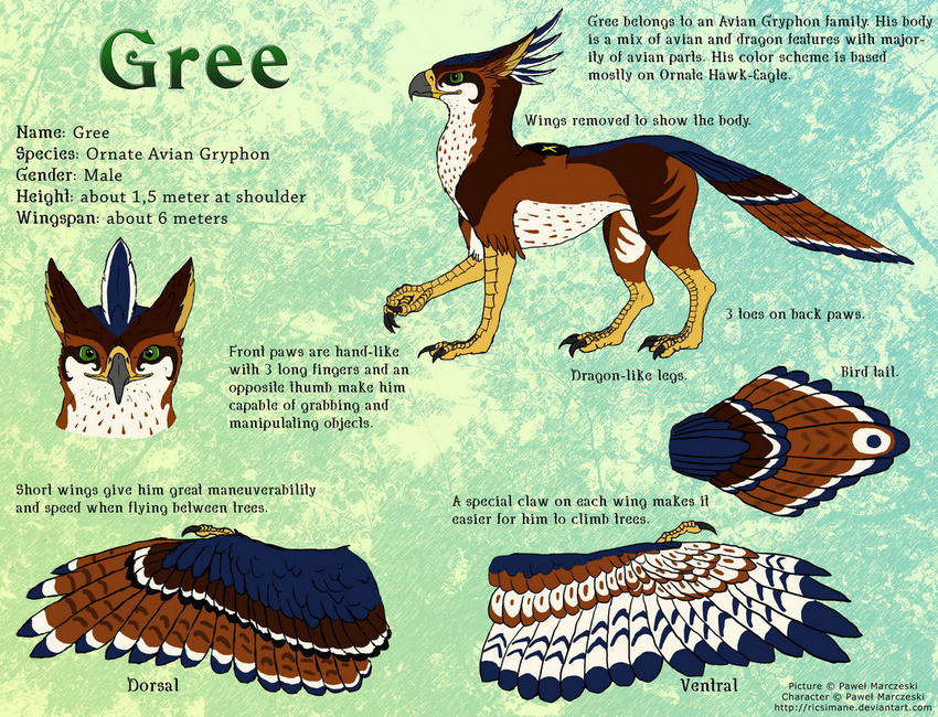 3_toes avian beak brown_feathers digital_media_(artwork) english_text feathers gree_(ricsimane) gryphon invalid_tag model_sheet ricsimane scales text toes wings