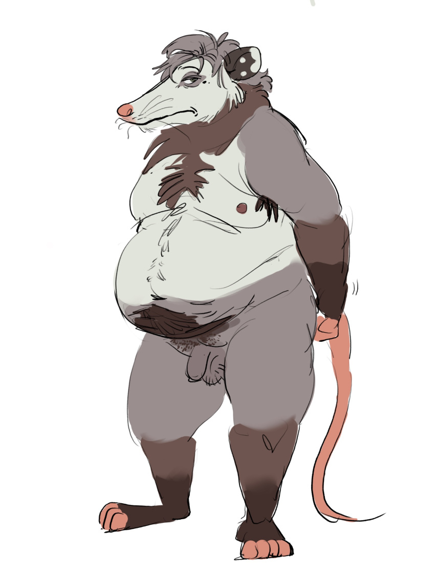 2024 american_opossum anthro balls belly big_belly flaccid genitals grey_body hi_res male mammal marsupial moobs nipples overweight overweight_male penis simple_background solo swarentaiger