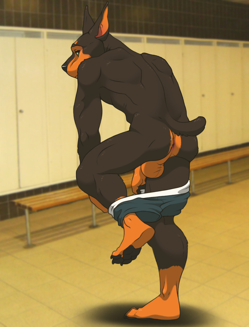 2017 anthro anus backsack balls barefoot bench biped black_fur black_nose black_pawpads black_tail bones14 boxers_(clothing) brown_balls brown_fur canine claws clothing depth_of_field detailed_background digital_media_(artwork) doberman dog fur green_eyes hi_res inside kokopelli-kid locker locker_room looking_at_viewer looking_back male mammal markings multicolored_fur on_one_leg pawpads perineum pink_anus plantigrade pointy_ears rear_view shadow snout socks_(marking) solo standing toe_claws toes two_tone_fur underwear undressing