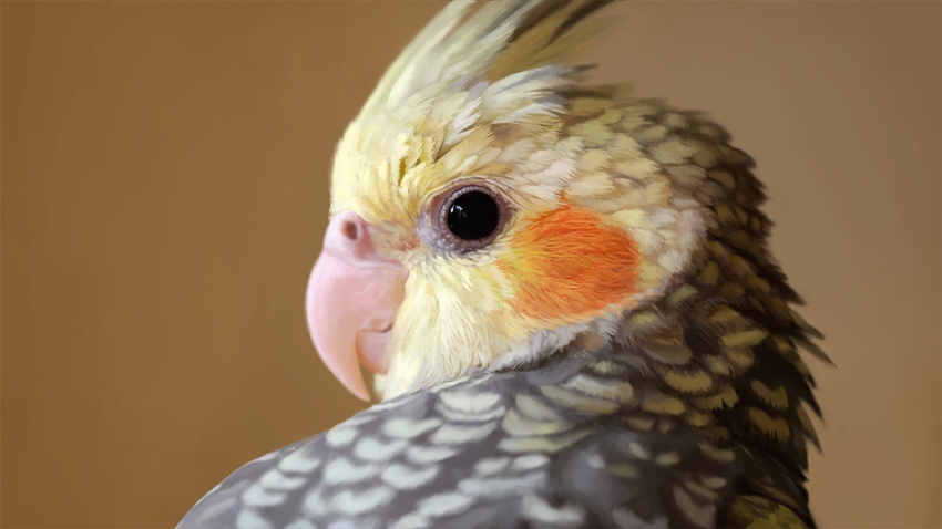 2017 ambiguous_gender avian beak bird cockatiel cockatoo feathers feral parrot thousandfoldfeathers