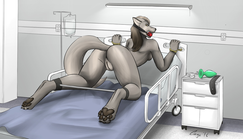 2016 all_fours angry anthro anus ball_gag bdsm bed belt bent_over breasts brown_eyes brown_hair butt buttplug canine cayo coyote female fur gag grey_fur hair hospital_bed looking_back mammal pawpads pussy sex_toy side_boob solo spread_legs spreader_bar spreading
