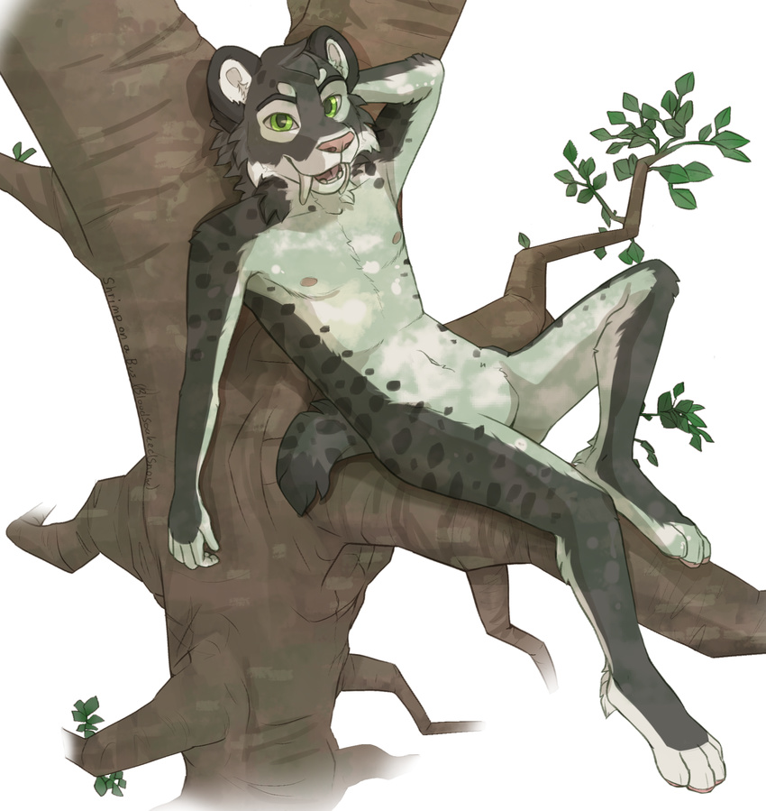 4_toes 5_fingers anthro black_spots black_tail bloodsoakedsnow branch cheek_tuft chest_tuft countershade_face countershade_torso countershading dipstick_tail eyebrows fangs feline full-length_portrait fur green_eyes grey_tail hand_behind_back high-angle_view inner_ear_fluff leaves looking_at_viewer looking_up male mammal multicolored_fur multicolored_tail nipples nude orange_fur pawpads pink_nipples pink_nose pink_pawpads pink_tongue portrait reclining saber-toothed_cat sabertooth_(feature) shoulder_tuft signature simple_background sitting solo spots spotted_fur spotted_tail teeth toes tongue tree tuft two_tone_fur two_tone_tail white_background white_fur