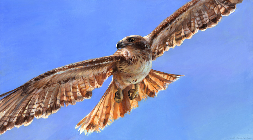 2017 ambiguous_gender avian beak bird black_claws black_eyes blue_background brown_feathers brown_sclera claws feathered_wings feathers feral flying front_view hawk hi_res kenket painting_(artwork) simple_background sky solo spread_wings stripes talons traditional_media_(artwork) white_feathers white_stripes winged_arms wings