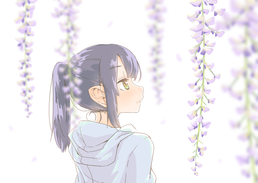 akari_(raigou) bangs blue_hair blurry depth_of_field flower from_behind from_side high_ponytail hood hoodie light_smile medium_hair original pointy_ears ponytail raigou sidelocks solo upper_body white_background wisteria yellow_eyes