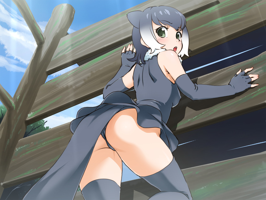 animal_ears ass bare_shoulders blush breasts cloud covered_nipples day dress elbow_gloves fingerless_gloves from_behind from_below fur_collar gloves gradient_hair green_eyes grey_dress grey_gloves grey_hair grey_legwear grey_panties highres kemono_friends looking_back medium_breasts multicolored_hair open_mouth otter_ears outdoors panties saburou_(minami_makoto) sleeveless sleeveless_dress small-clawed_otter_(kemono_friends) solo sunlight tail thighhighs two-tone_hair underwear white_hair