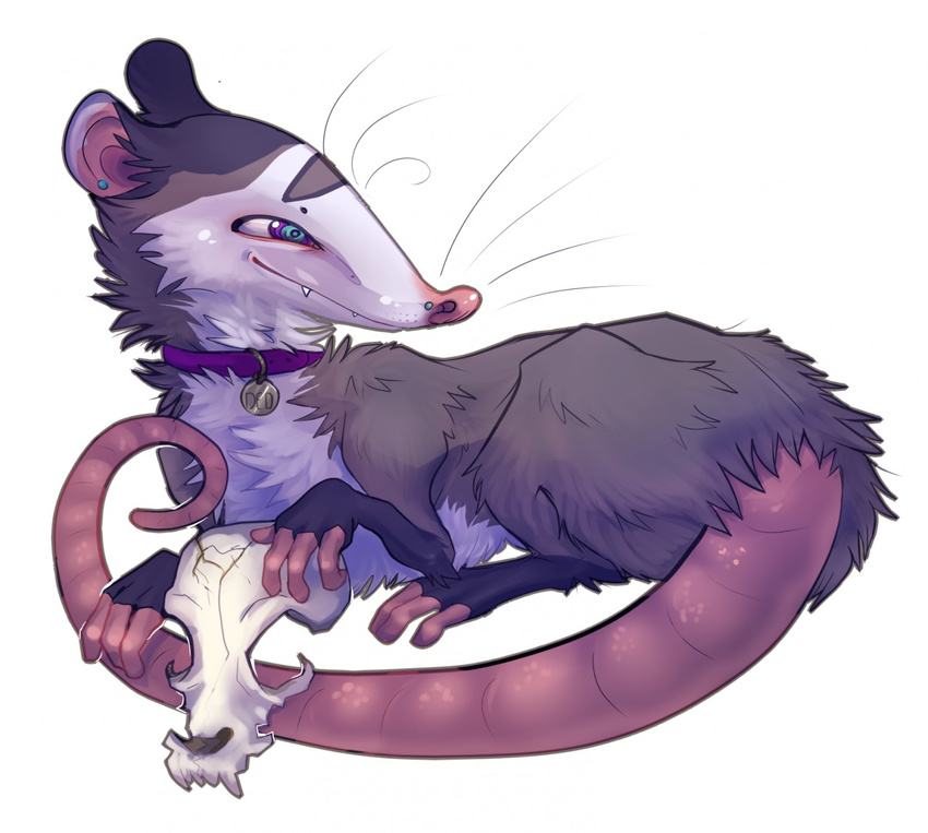 ambiguous_gender blue_eyes bone collar ear_piercing facial_piercing feral mammal marsupial nash_passm nose_piercing opossum piercing purple_eyes simple_background skull solo virginia_opossum whiskers white_background zenirix