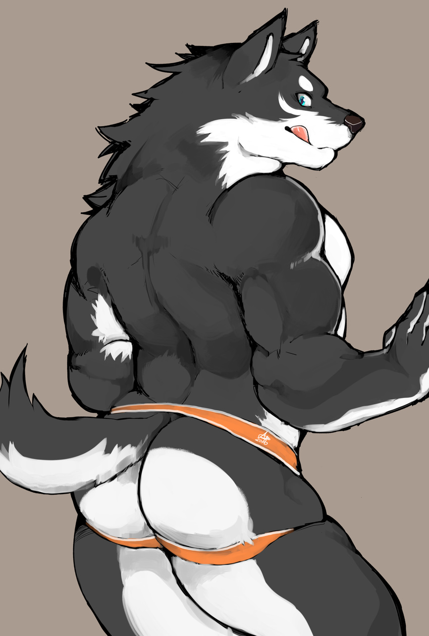 abs anthro biceps black_fur black_nose blue_eyes butt canine clothing digital_media_(artwork) dog fur ginnosuke hi_res husky jockstrap looking_at_viewer looking_back male mammal muscular muscular_male nude simple_background smile solo standing tongue tongue_out underwear white_fur