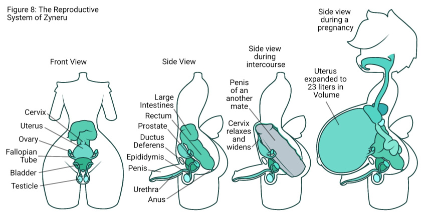 abdominal_bulge alien alien_humanoid anal anal_penetration balls big_butt bladder body_modification butt cervix diagram english_text erection esophagus front_view gallbladder genitals green_flesh guts head_tuft hi_res humanoid internal intersex intestines liver lore maleherm organs ovaries pear-shaped_figure penetration pregnant pregnant_intersex prostate reproductive_anatomy ridiculous_fit solo stomach stomach_(organ) text translucent translucent_body tuft urethra uterus wide_hips zyneru zyneru_(character)