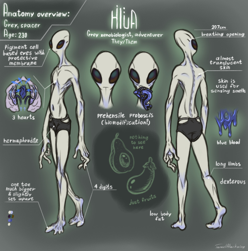 &lt;3 alien alien_humanoid blood blue_blood bodily_fluids clothing color_swatch dark_eyes english_text flat_chested front_view grey_body grey_skin hi_res hlua_(taraelblackwing) humanoid intersex lung maleherm model_sheet mostly_nude navel open_mouth organs proboscis_(anatomy) rear_view roswell_grey slim solo standing stated_gender taraelblackwing teeth text underwear unusual_anatomy