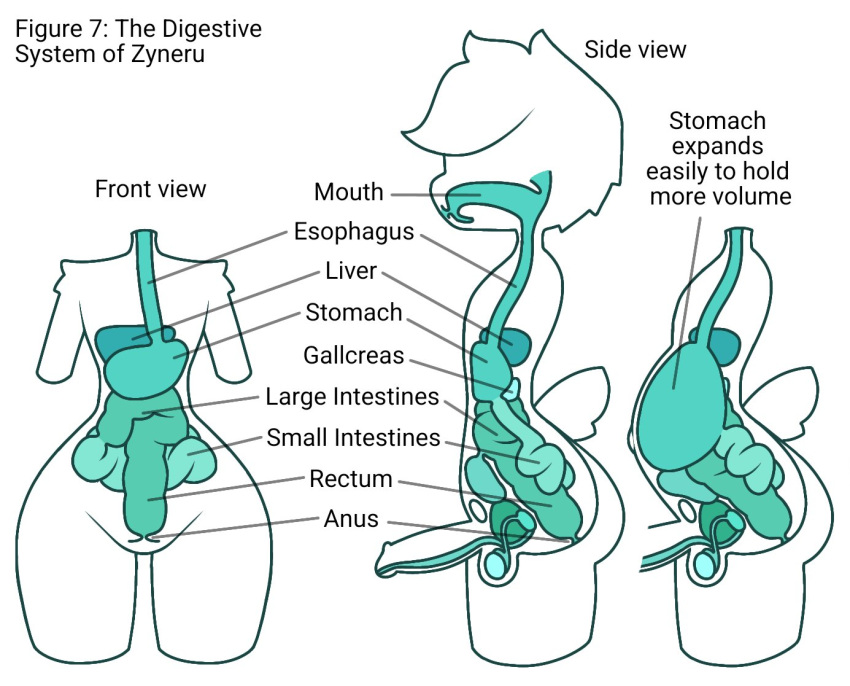 alien alien_humanoid balls bladder diagram english_text esophagus front_view full_stomach gallbladder genitals green_flesh guts head_tuft humanoid humanoid_genitalia humanoid_penis internal intestines liver male maleherm_(lore) model_sheet organs pear-shaped_figure penis prostate solo stomach stomach_(organ) text tuft urethra wide_hips zyneru zyneru_(character)