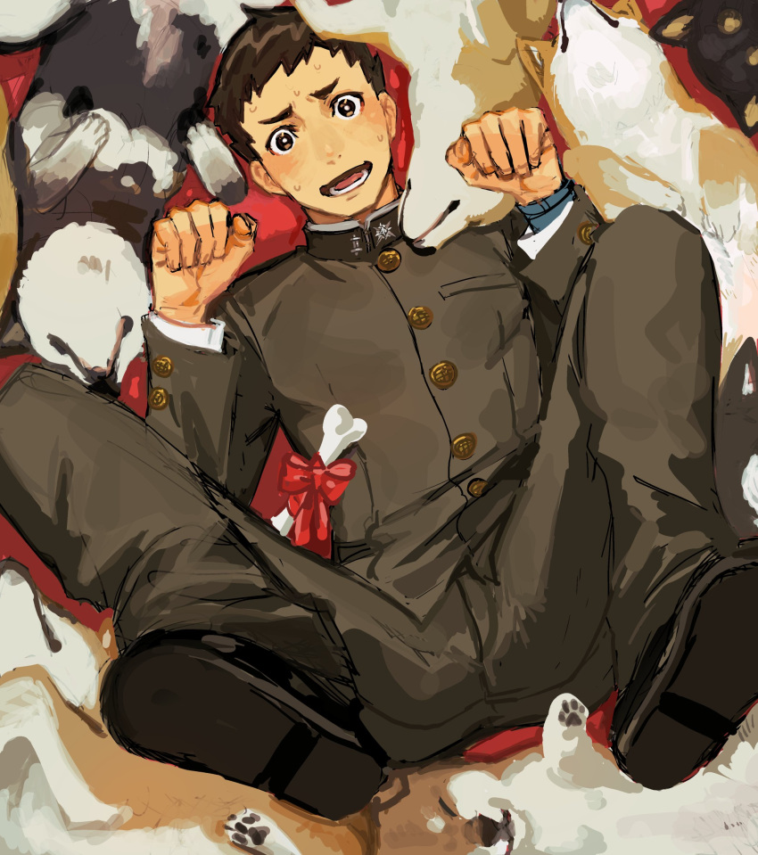 0shlkatsu 1boy ace_attorney bone bright_pupils brown_eyes brown_hair brown_jacket brown_pants dog full_body gakuran hands_up highres jacket looking_at_viewer lying male_focus multiple_dogs on_back open_mouth pants paw_pose red_background ryunosuke_naruhodo school_uniform shiba_inu shoes short_hair solo spread_legs sweat the_great_ace_attorney too_many too_many_dogs very_short_hair white_pupils