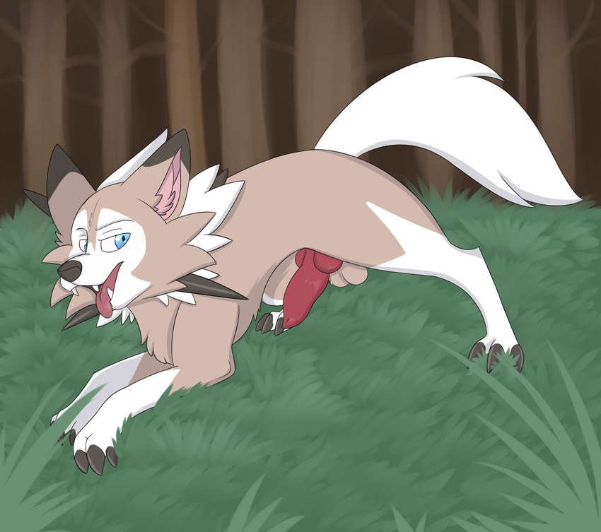 balls feral fightmeatpax grass invalid_background knot lycanroc male nintendo penis pok&eacute;mon raised_tail solo tongue tongue_out video_games