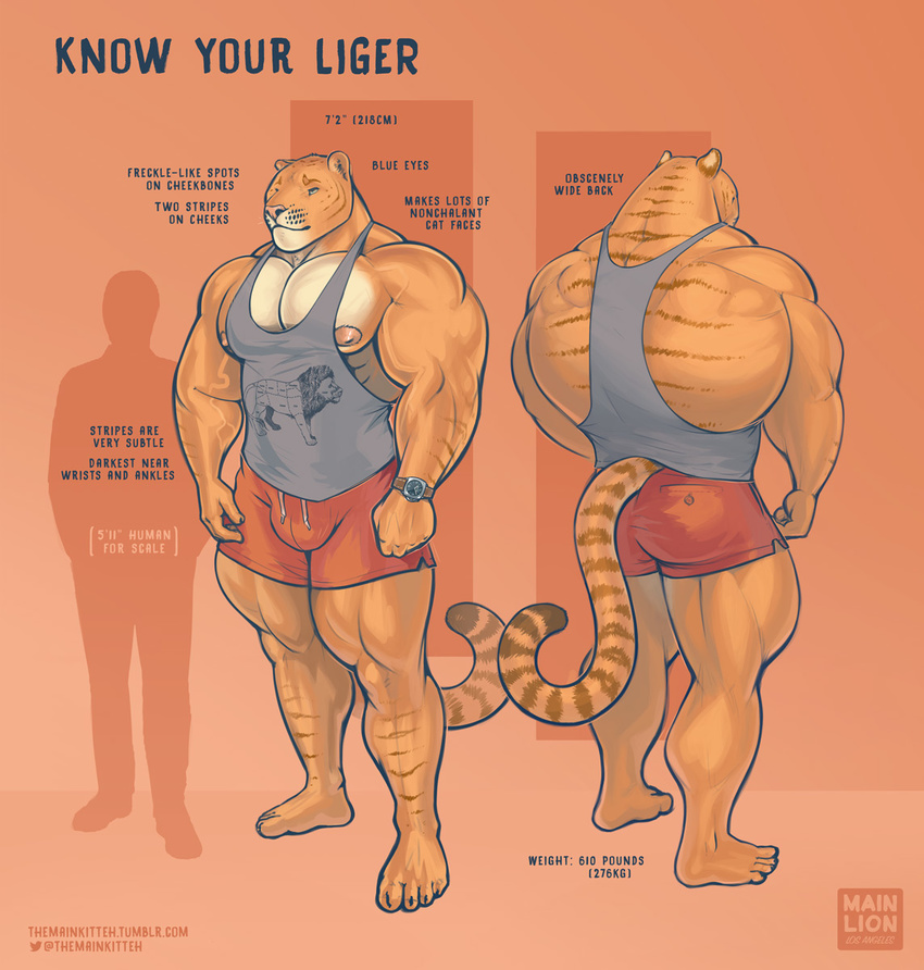 2017 anthro areola big_bulge blue_eyes bulge butt clothing comparison feline human hybrid hyper hyper_muscles larger_male liger lion mainlion male mammal markings muscular muscular_back muscular_male nipples pecs shirt shorts simple_background size_difference smaller_male tank_top thick_thighs tiger vein watch