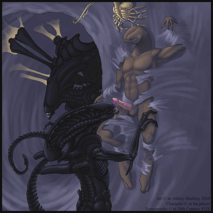 alien facehugger halo sangheili xenomorph