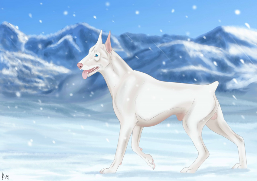 2016 albino animal_genitalia balls blue_eyes canine cinta day doberman dog feral flaccid looking_at_viewer male mammal mountain penis pink_nose sheath short_tail snow snowing solo standing tongue tongue_out walking white_skin