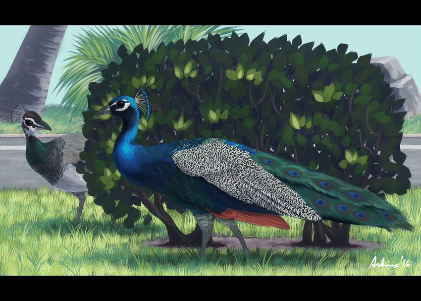 2016 avian beak bird duo feathered_wings feathers female feral grass male outside peafowl plant rock shrub signature tail_feathers tggeko tree wings