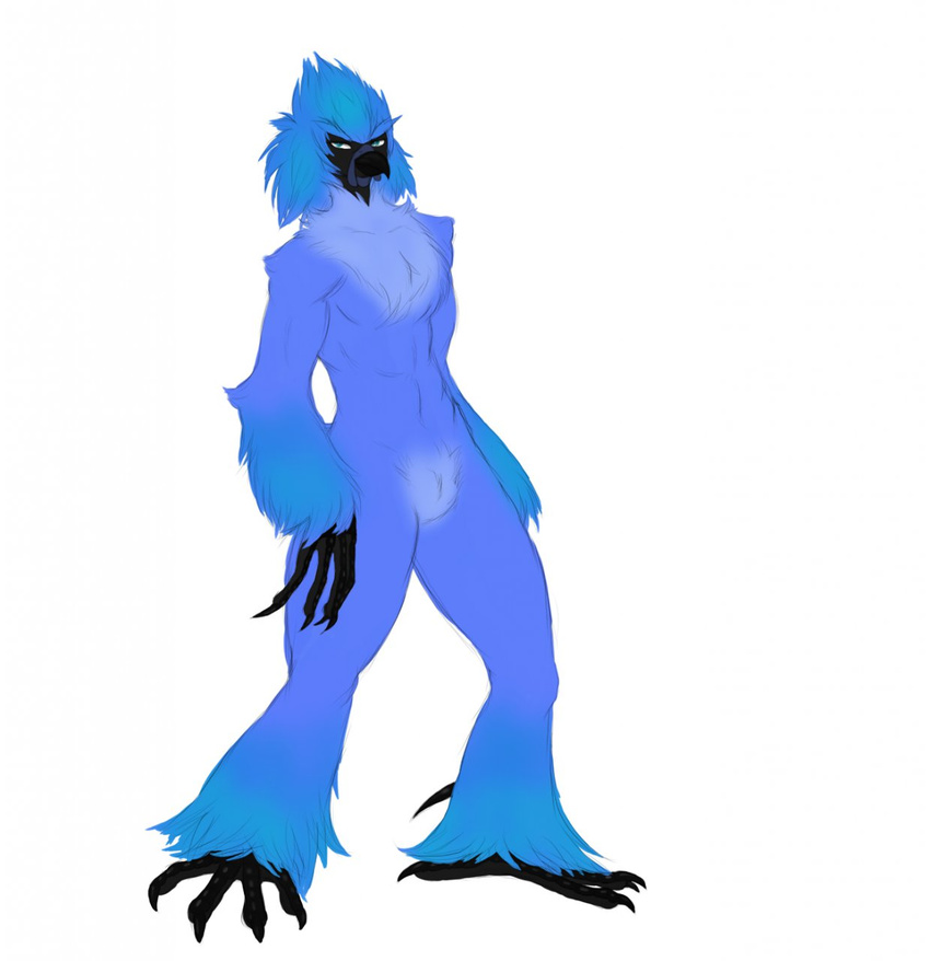 2013 4_fingers 5_toes anthro arm_tuft athletic avian beak big_eyebrows biped bird black_beak black_claws black_skin blue_feathers cheek_tuft chicken claws crotch_tuft digitigrade feather_tuft feathers fluffy front_view full-length_portrait half-closed_eyes head_tuft hi_res leg_tuft long_fingers looking_at_viewer lurkingtyger male naturally_censored nude portrait silkie_chicken simple_background smile solo standing talons toe_claws toes tuft wattle white_background