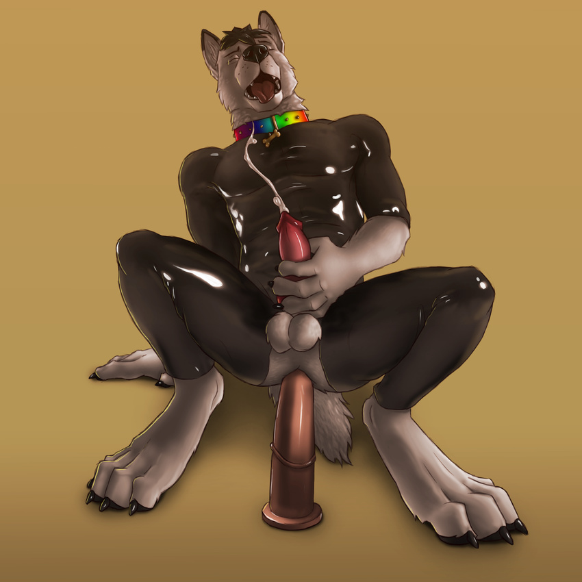 2015 4_toes 5_fingers anal anal_masturbation anal_penetration animal_genitalia animal_penis anthro balls barefoot black_fur black_hair black_nose bodysuit brown_background canine canine_penis claws clothed clothing collar cum cum_while_penetrated cumshot digital_media_(artwork) dildo dildo_riding dildo_sitting ejaculation erection eyes_closed front_view fur hair hi_res knot looking_pleasured male mammal masturbation multicolored_fur open_mouth orgasm orgasm_face pecs penetration penile_masturbation penis pink_penis pink_tongue rainbow_collar rubber rubber_suit sex_toy simple_background skinsuit solo teeth tight_clothing toes tongue tongue_out two_tone_fur virtyalfobo white_fur wolf