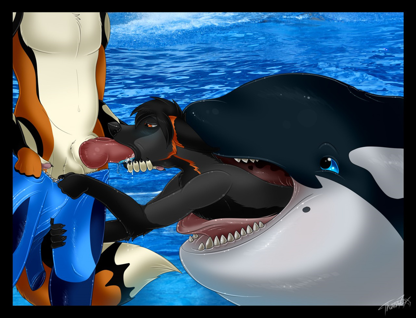 2017 anthro aronai balls black_fur brown_eyes canine cetacean clothing drooling feral fox fur imminent_vore mammal marine multicolored_fur nude open_mouth oral orca penetration penis saliva teeth theothefox tongue tongue_out vore whale