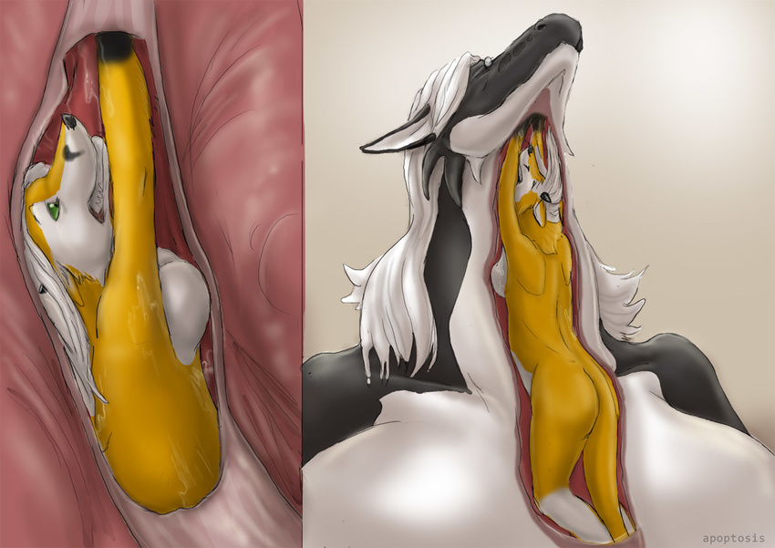 apoptosis big_breasts breasts canine dragon feet_first fox internal mammal oral_vore swallowing vore