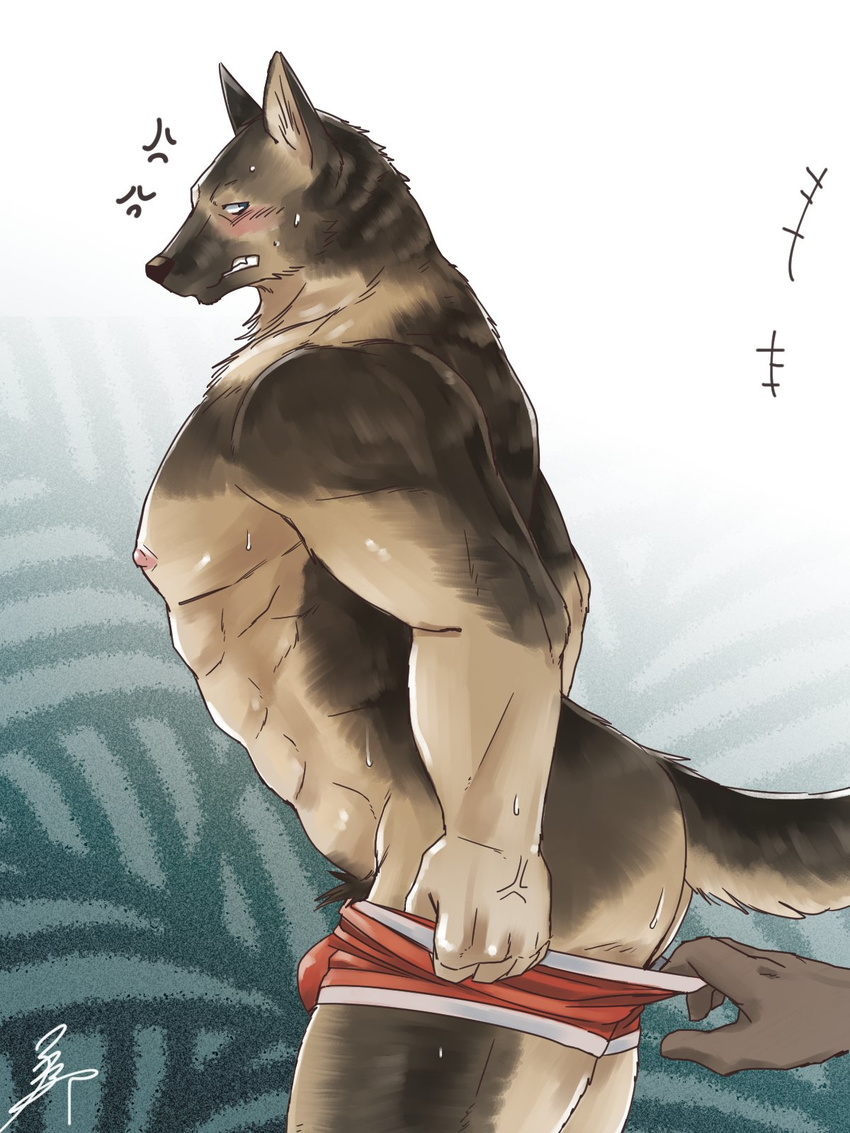 abs anthro assisted_exposure blush butt canine clothed clothing fur male mammal mohumohuotou muscular pants_down pantsing partially_clothed pecs underwear
