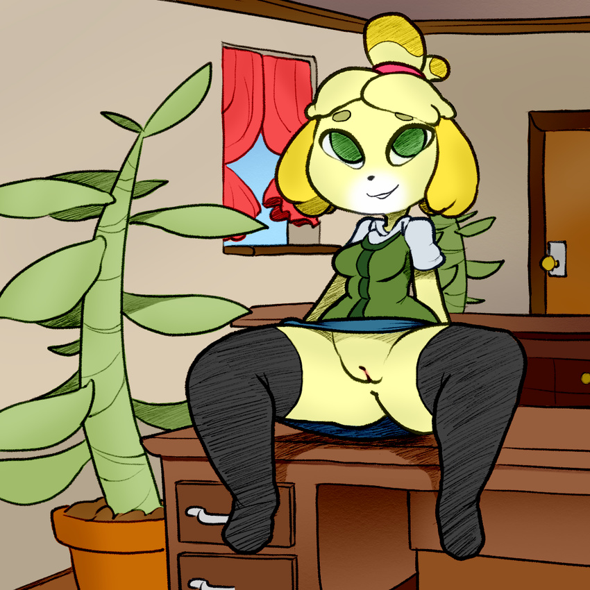 2017 animal_crossing anthro anus barefoot breasts canine clothing digital_media_(artwork) dog female flashing hair_tie hi_res isabelle_(animal_crossing) itsunknownanon legwear looking_at_viewer mammal nintendo no_underwear office pawtsun pose presenting presenting_pussy pussy simple_background sitting skirt solo spread_legs spreading stockings sweater thigh_highs underskirt upskirt video_games white_background