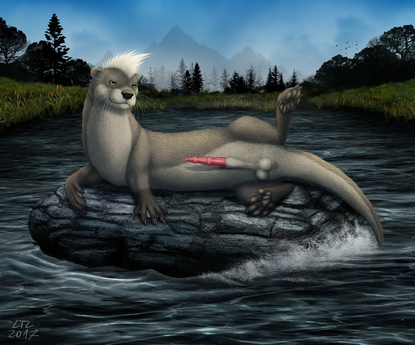 2017 anatomically_correct anatomically_correct_penis animal_genitalia animal_penis anus balls butt feral fur green_eyes grey_fur looking_at_viewer ltl male mammal mating_pose mustelid mustelid_penis otter otter_penis outside penis presenting presenting_hindquarters river river_otter rock seductive sheath solo twitch_otyolf water webbed_feet