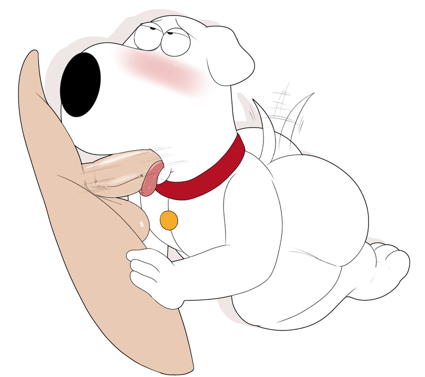 balls blush brian_griffin butt canine collar dog family_guy fellatio human jerseydevil male male/male mammal motion_lines oral penis sex tailwag tongue tongue_out