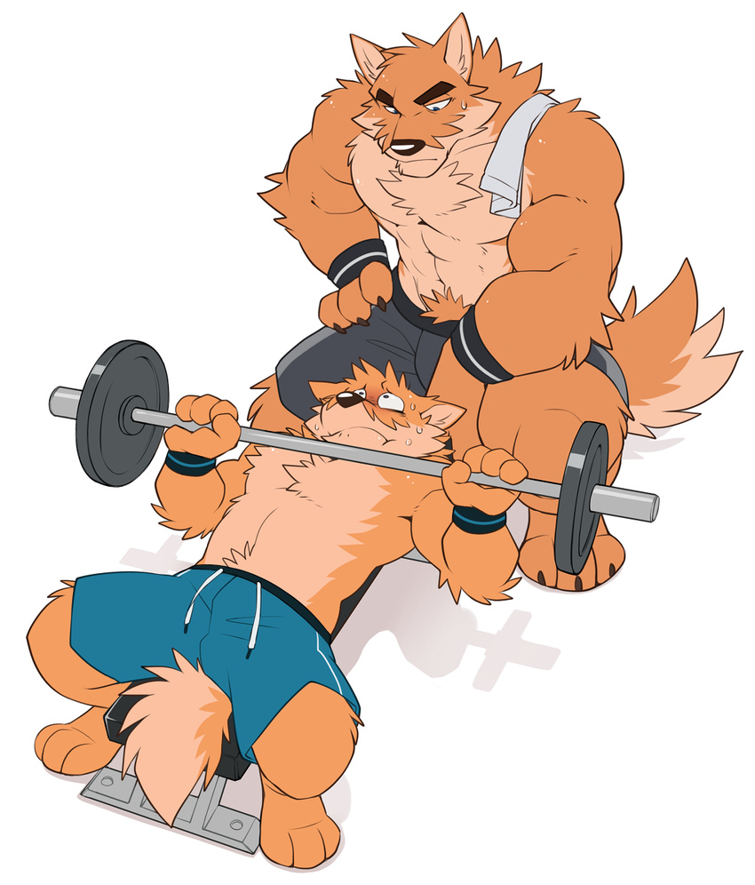 2017 abs anthro bench_press biceps big_muscles black_nose blue_eyes canine chest_tuft claws clothed clothing dog duo exercise eye_contact fur male mammal muscular muscular_male otake pecs shorts simple_background sweat sweatband takemoto takemoto_arashi tan_fur topless towel tuft weight_bench weightlifting white_background workout