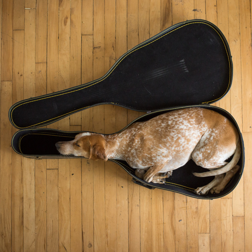 ambiguous_gender bird's-eye_view black_nose brown_fur canine cute dog eyes_closed feral floppy_ears fur guitar_case hi_res high-angle_view humor light low_res lying mammal mottled_fur on_side pet real sleeping solo the_dog_in_your_guitar unknown_artist white_fur wood_floor