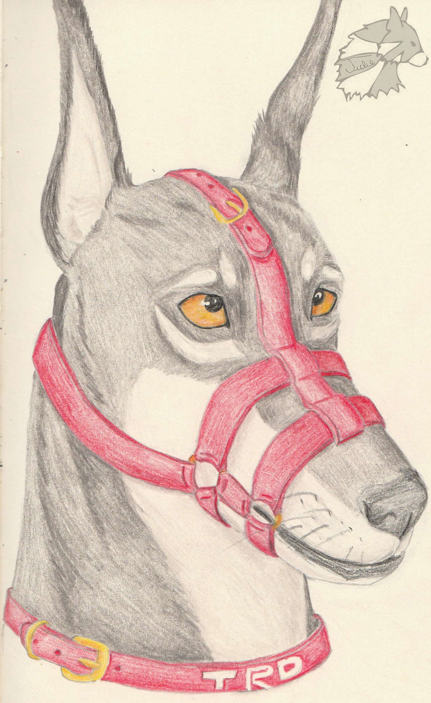 anthro canine doberman dog male mammal muzzle_(disambiguation) red_collar trd yenza
