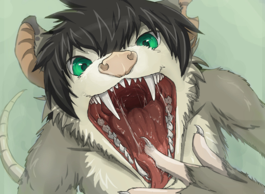 black_hair close-up finger_in_mouth gaping_mouth green_eyes hair hi_res kai looking_at_viewer looking_up male mammal marsupial mouth_shot open_mouth opossum saliva sharp_teeth simple_background solo teeth themirth throat tongue tongue_out