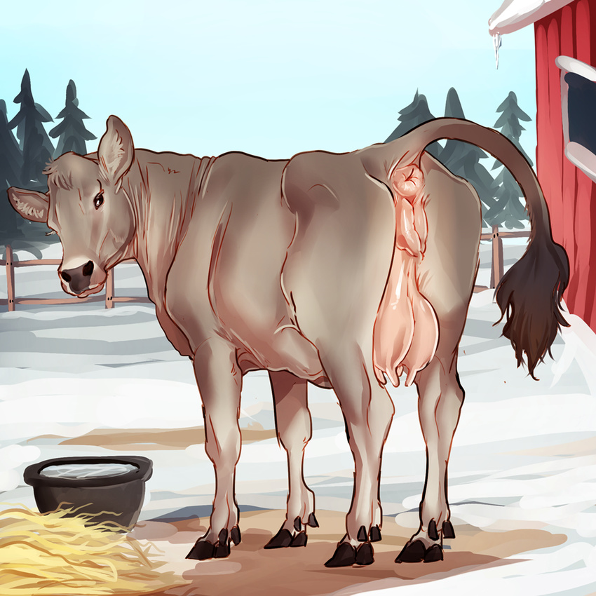 anus barn bovine butt butt_focus cattle detailed_background female fence feral hay looking_at_viewer mammal piippujalka plump_labia presenting presenting_hindquarters presenting_pussy pussy snow soft_shading solo teats tree udders water