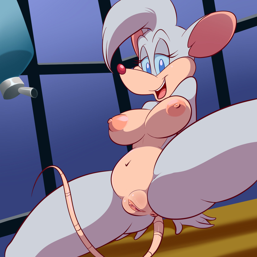 2017 animaniacs anthro anus areola billie blue_eyes breasts clitoral_hood clitoris fat_pussy female half-closed_eyes lonbluewolf looking_at_viewer mammal mouse nipples open_mouth pinky_and_the_brain presenting presenting_anus presenting_pussy pussy rodent solo spread_legs spreading teeth tongue warner_brothers