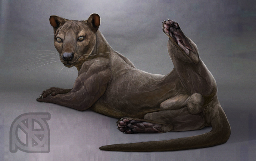 anus balls black_nose butt clothing cosmiclife feral fossa hi_res looking_at_viewer looking_back male mammal muscular paws penis pinup pose semi-anthro smile solo spread_legs spreading whiskers