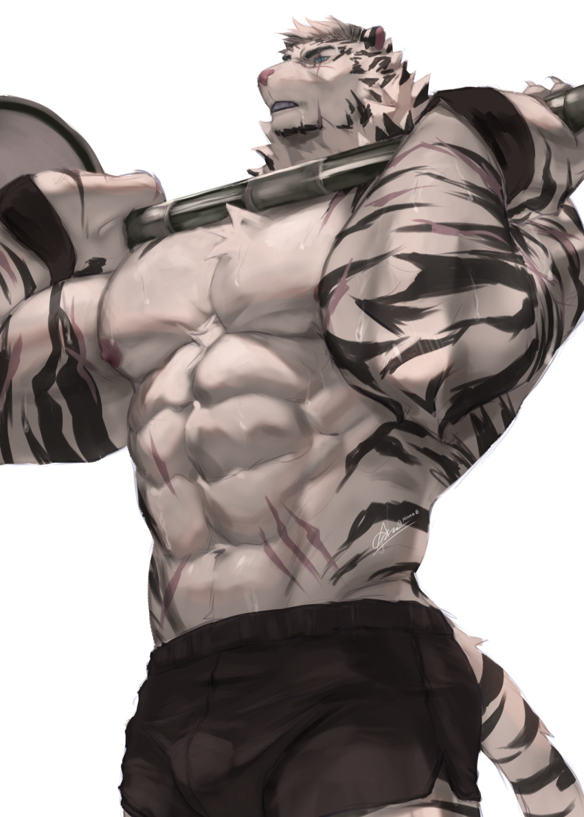 1boy abs animal_ears arknights armband bara black_armband black_shorts cross_scar english_commentary exercising furry furry_male highres hinnab_art looking_ahead male_focus mountain_(arknights) multiple_scars muscular muscular_male nipples pectorals scar scar_across_eye scar_on_arm scar_on_cheek scar_on_chin scar_on_face scar_on_hand scar_on_stomach shorts signature tail tiger_boy tiger_ears tiger_stripes tiger_tail topless_male twitter_username weightlifting white_background