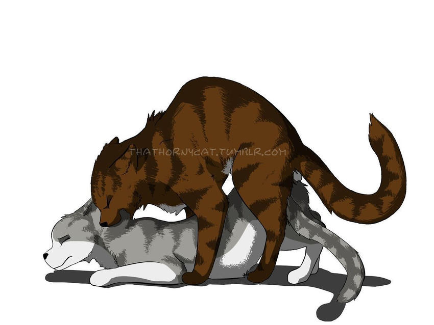 brown_fur cat feline female feral fur grey_fur hawkfrost_(warriors) ivypool_(warriors) male male/female mammal sex thathornycat warriors_(cats)