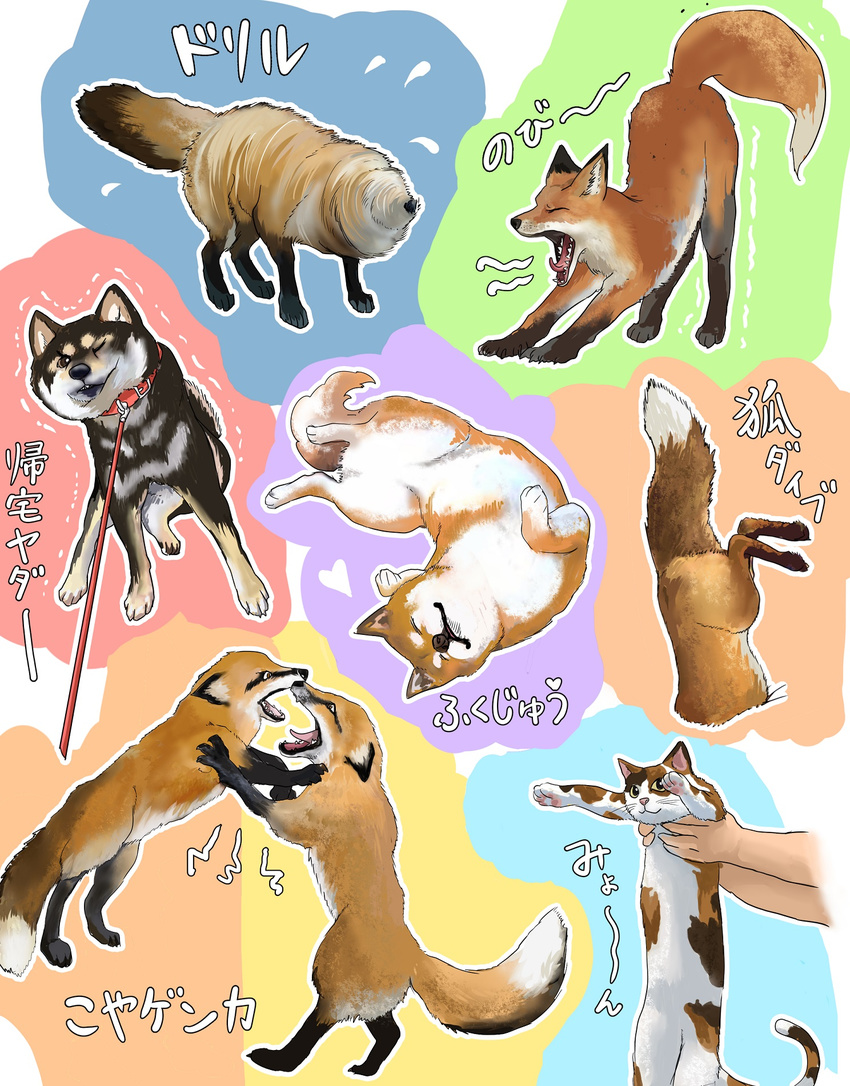 canine cat collar cute dog feline feral fight fox leash mammal open_mouth shiba_inu stretching yawn ドイツ犬_(artist)